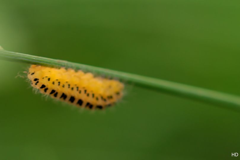 Sechsfleckwidderchen (Zygaena filipendulae) Raupe