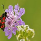 Sechspunkt Widderchen auf Blüte 001