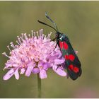 Sechspunkt Widderchen