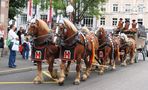 Pferde bei der Arbeit