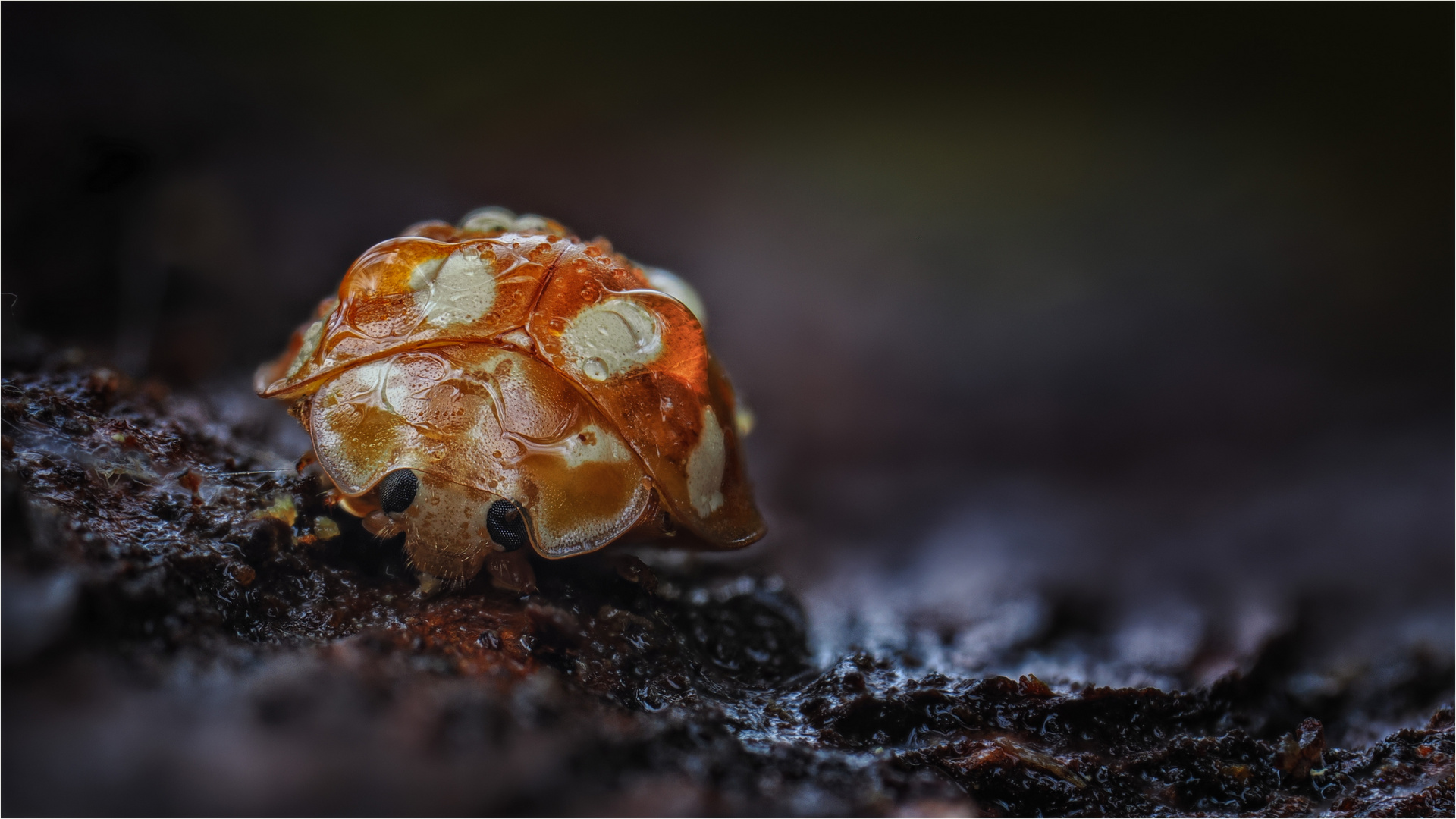 Sechzehn(?)fleckiger Marienkäfer in Winterruhe