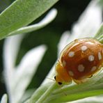 Sechzehnfleckiger Marienkäfer: Wermut macht blass... ;-)