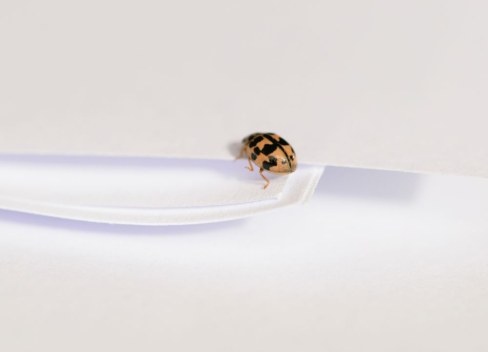 Sechzehnpunkt-Marienkäfer (Tytthaspis sedecimpunctata), sixteen-spotted ladybird