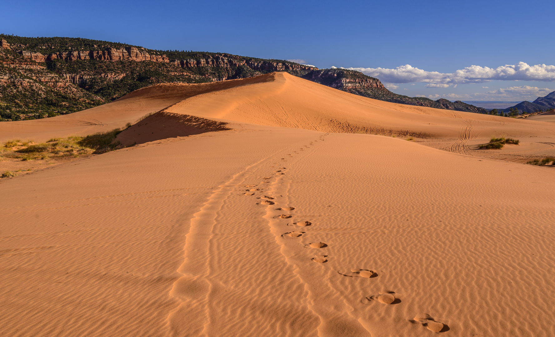 Second Dune 2, Coral Pink Sand Dunes SP, Utah, USA