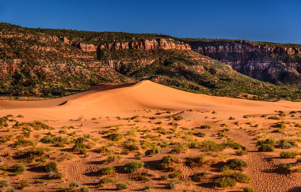 Second Dune 4, Coral Pink Sand Dunes SP, Utah, USA