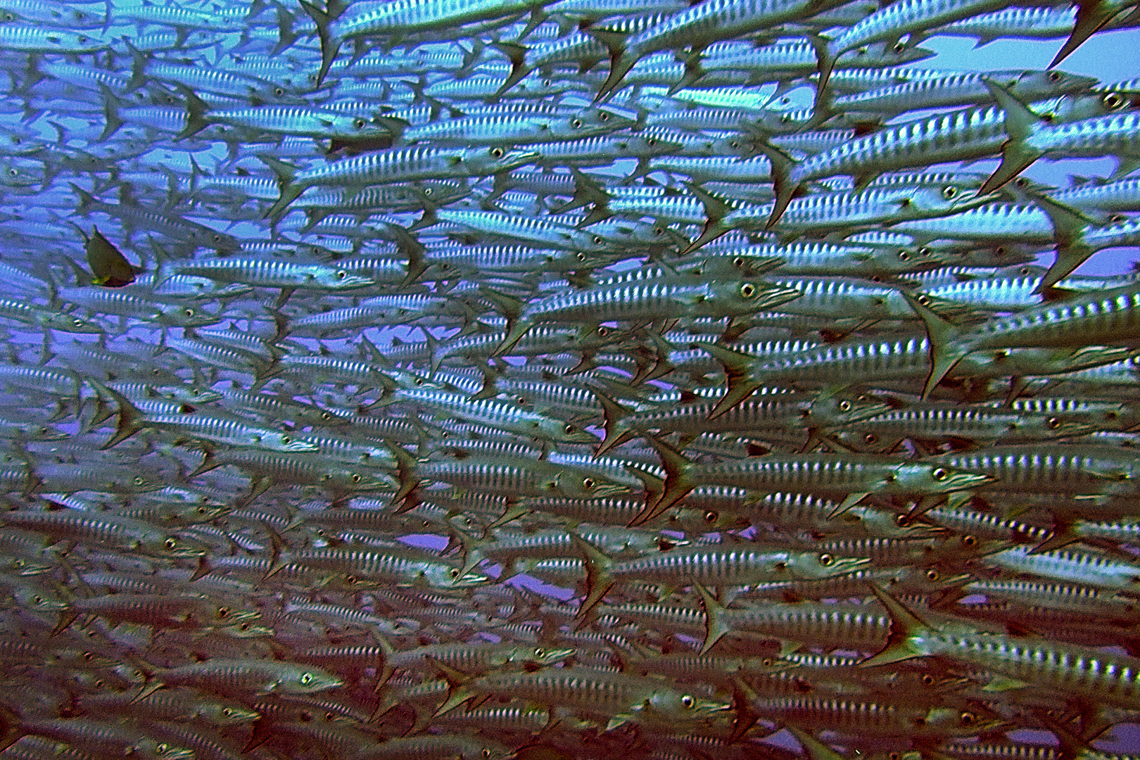 Second view to the barracuda swarm