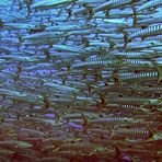 Second view to the barracuda swarm