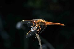 seconda libellula nel Sinis