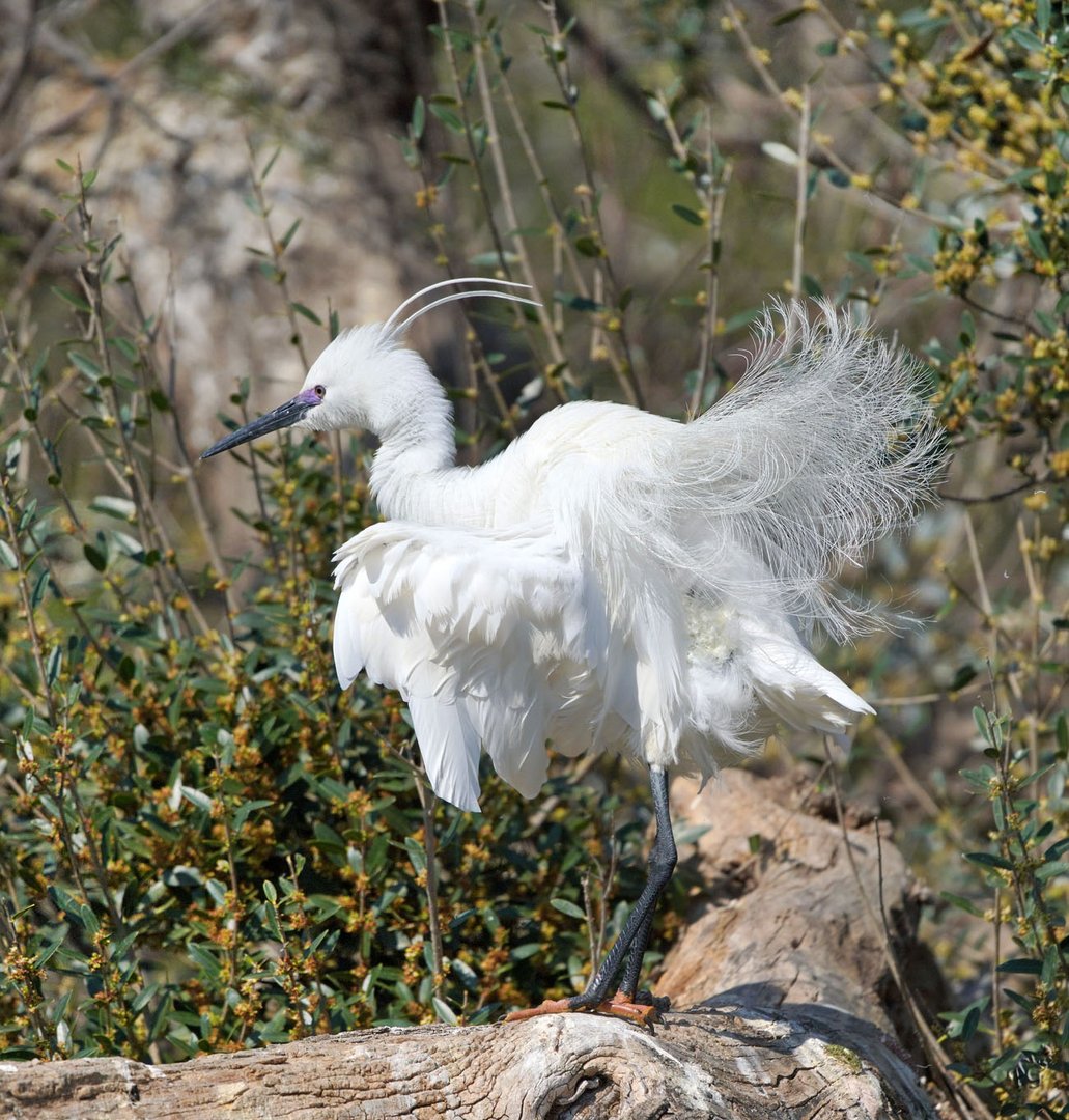 Secouer ses plumes ....