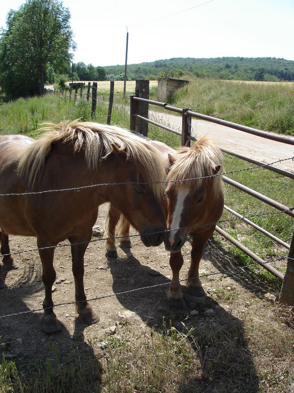 Secret Horses