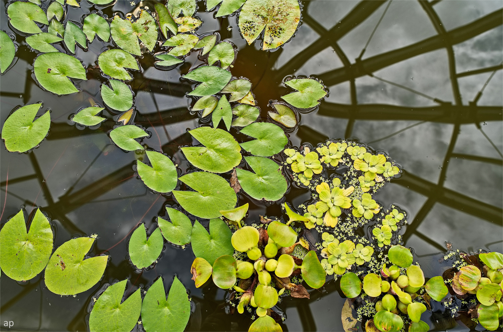 secret life of plants