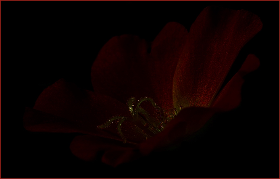 *Secret of darkness* LADY IN RED von C.-M. Anselmann