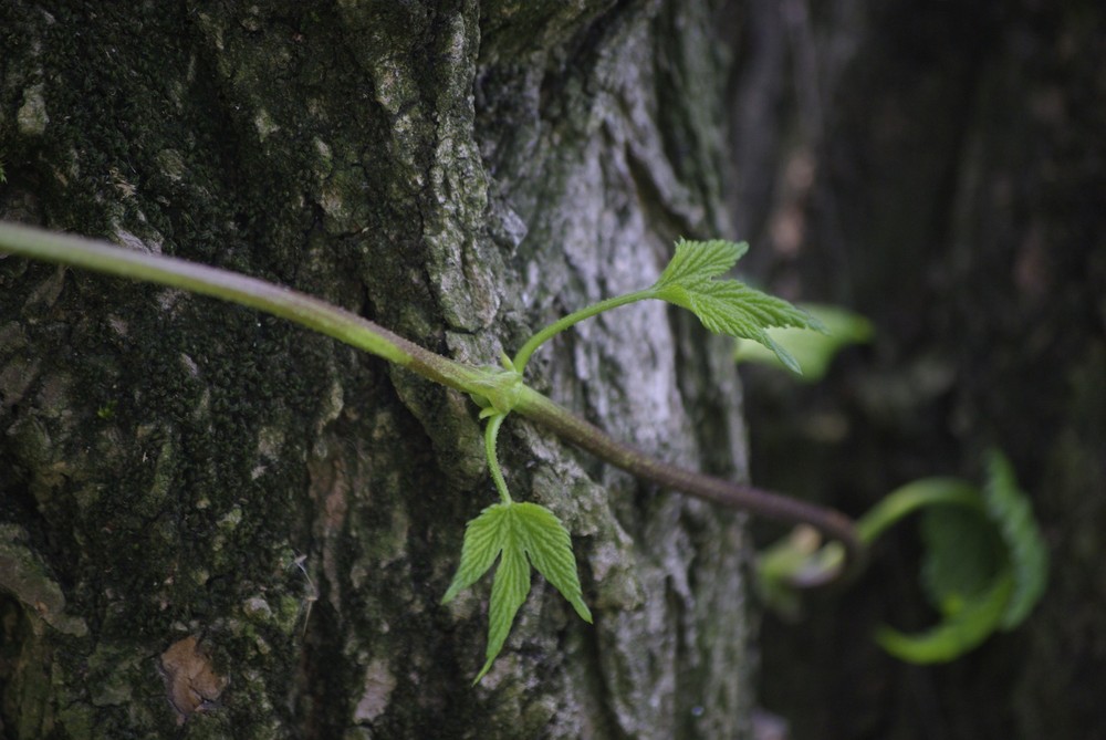 Secret of Nature