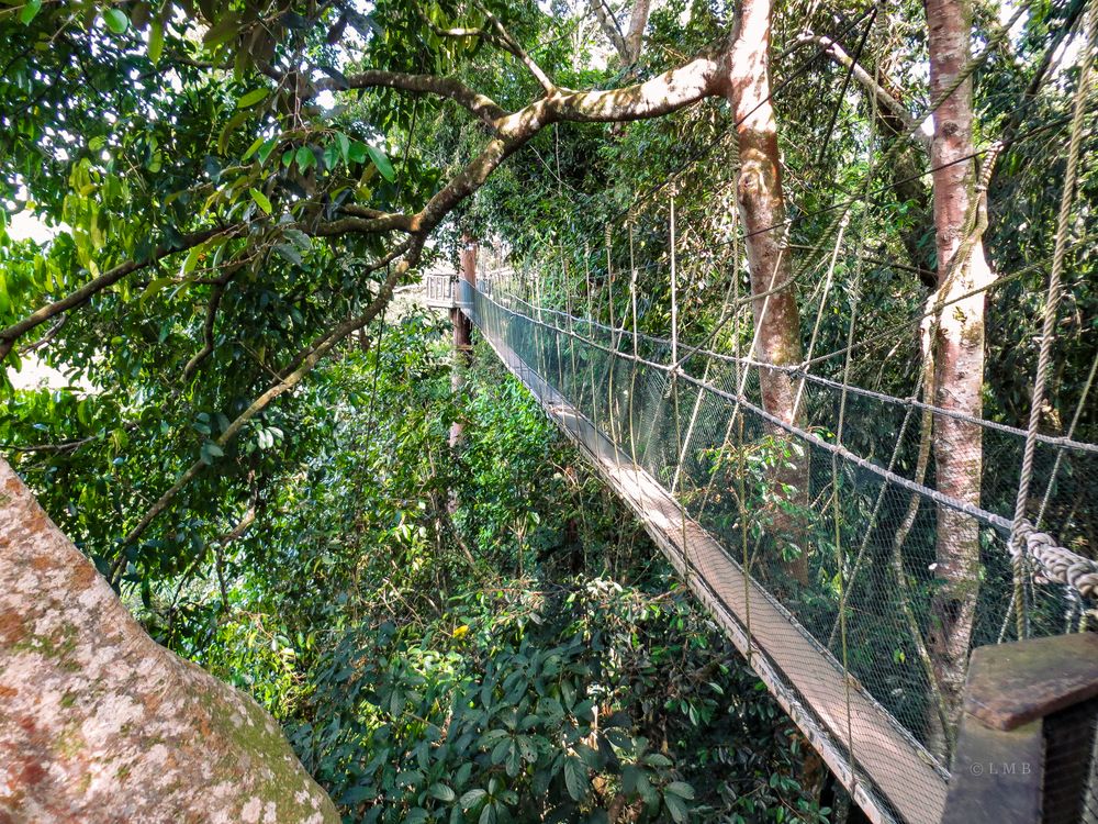 Secret Path through the Treetops