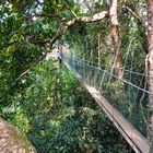 Secret Path through the Treetops