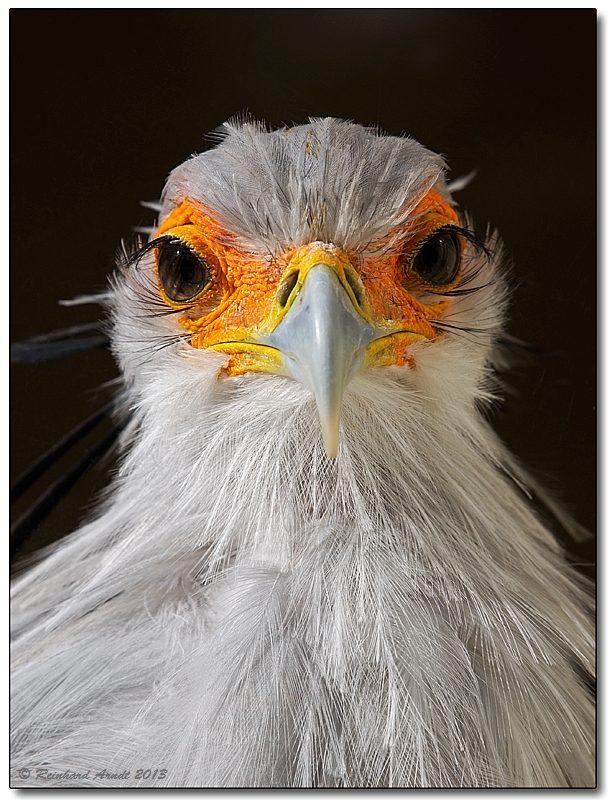 Secretary Bird