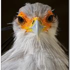 Secretary Bird