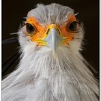 Secretary Bird