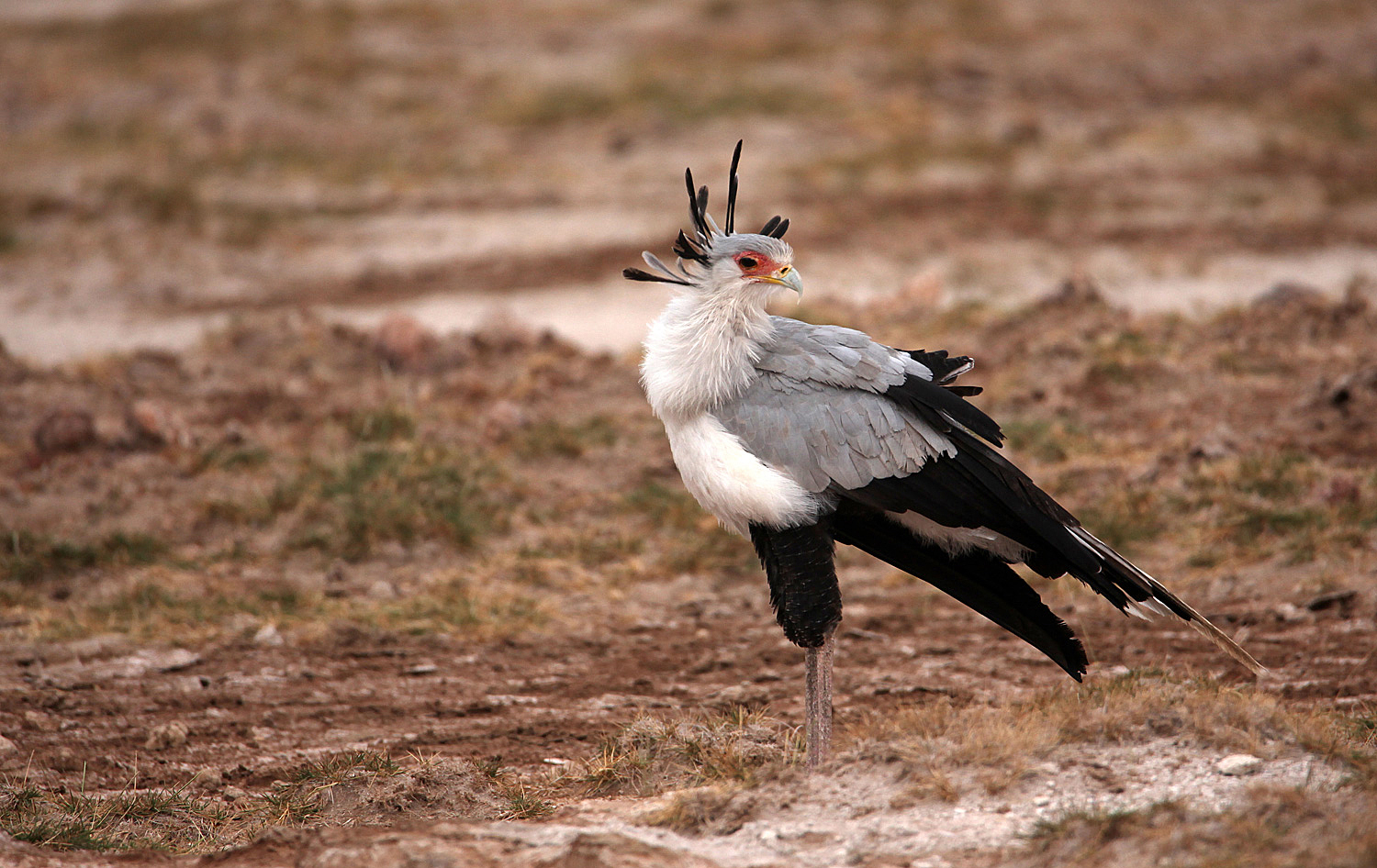 Secretary bird 