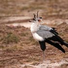 Secretary bird 