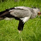 Secretary Bird