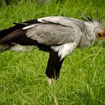 Secretary Bird