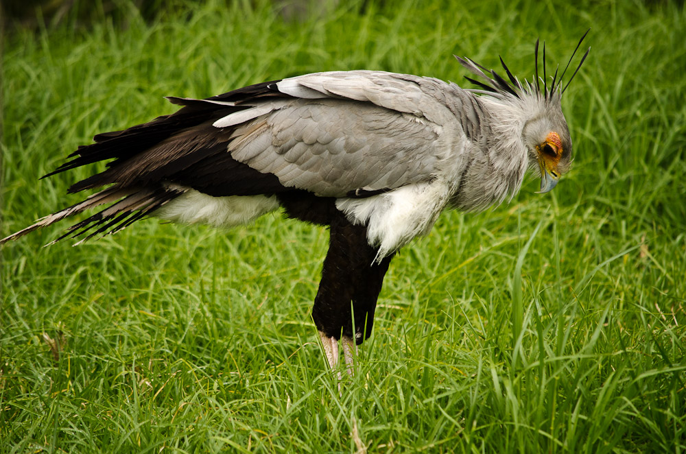 Secretary Bird