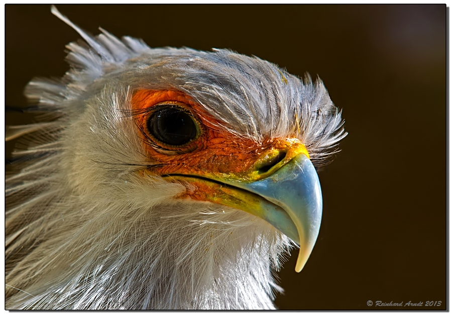 Secretary Bird (2)