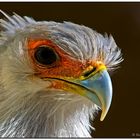 Secretary Bird (2)