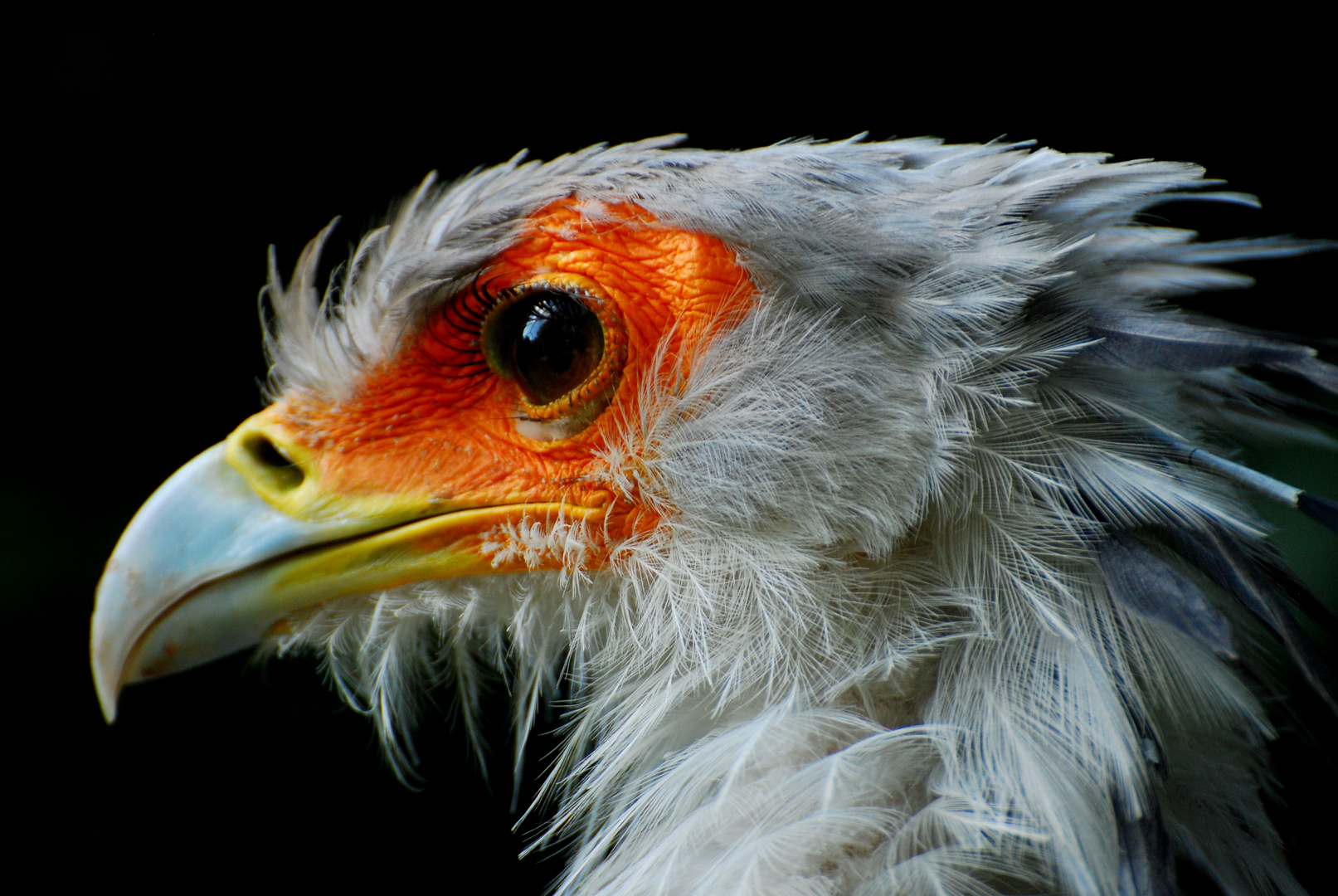 secretary bird