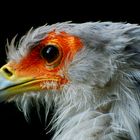 secretary bird