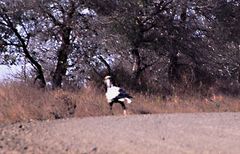 Secretary Bird