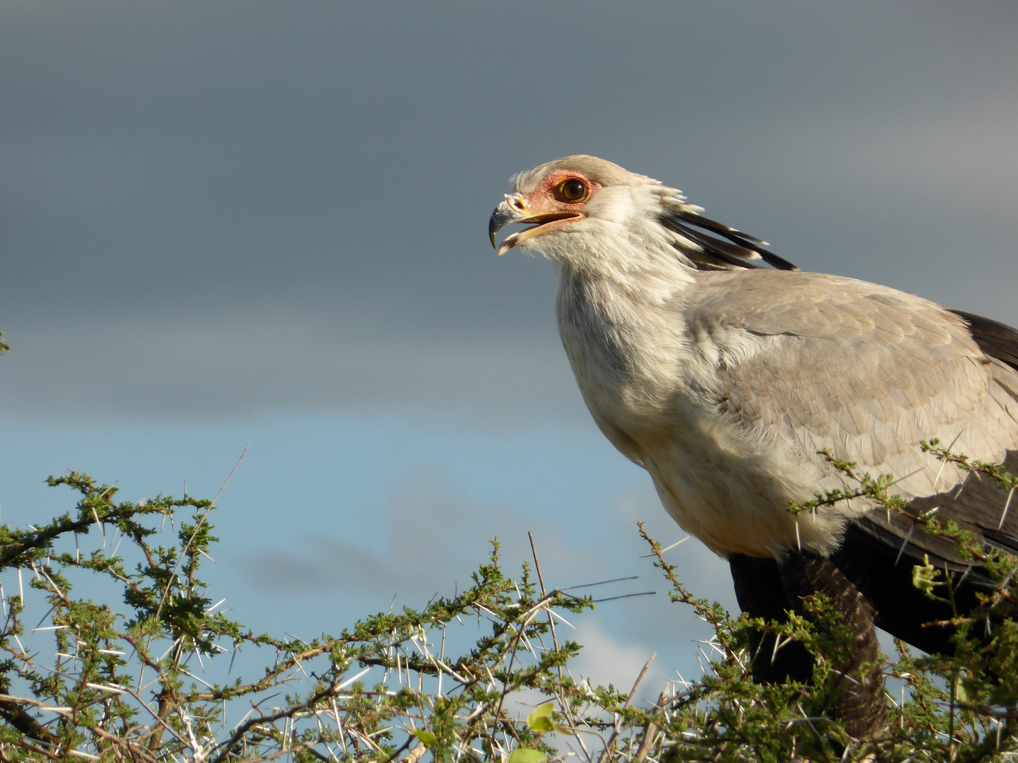 Secretary Bird