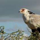 Secretary Bird