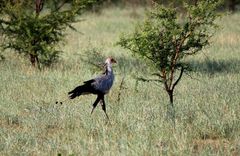 Secretary Bird