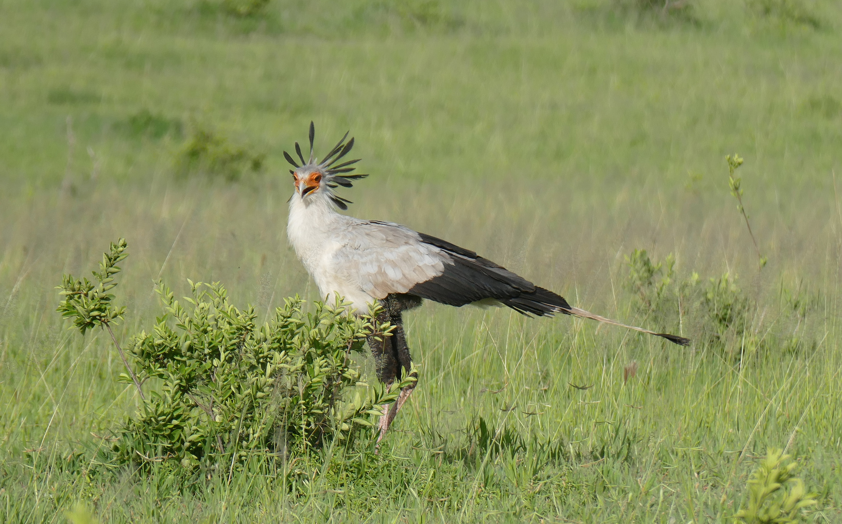 Secretary Bird - Sekretärsvogel in Tarangire