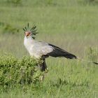 Secretary Bird - Sekretärsvogel in Tarangire
