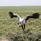 Secretary Bird - Serengeti