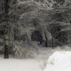 Secrets dans la forêt enneigée