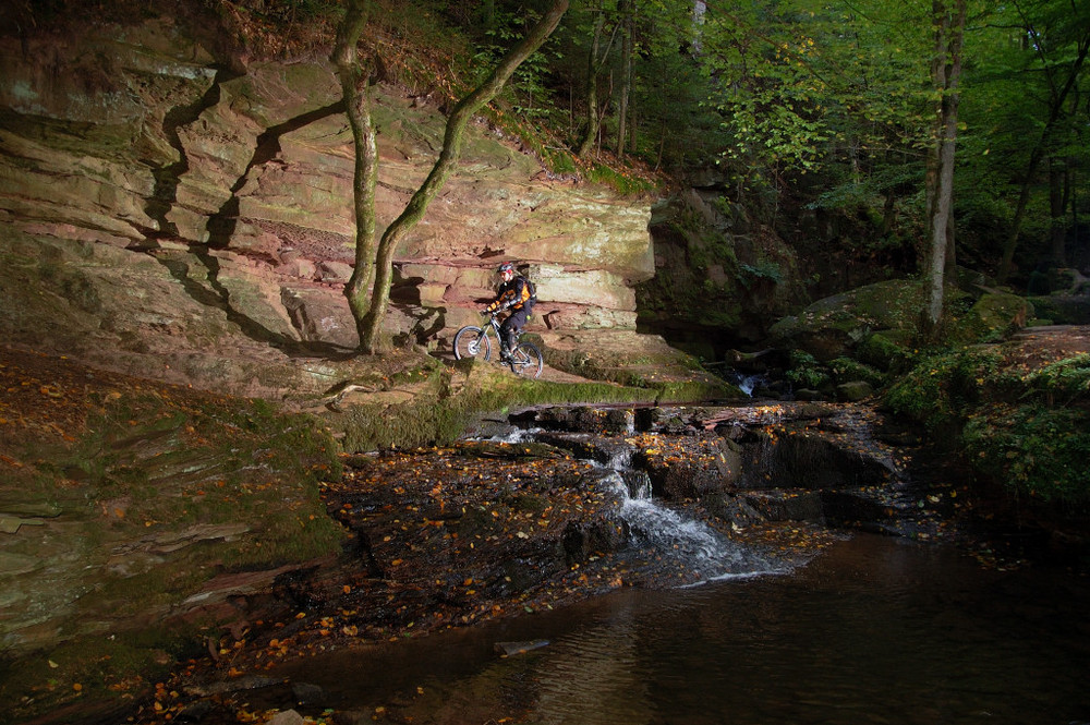 Secrets of Northwood Forest