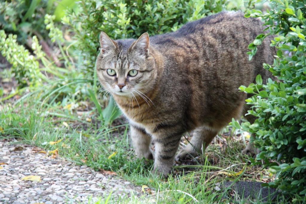 Security check im Gartenrevier