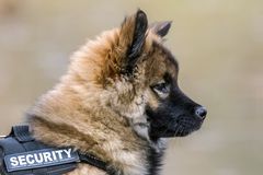 SECURITY - DOG