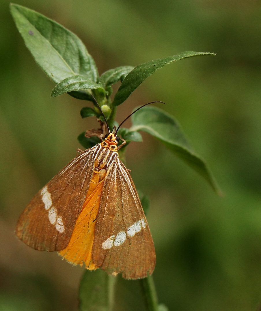 .....Secusio strigata, Erebidae: Arctiinae: Nycteme.....