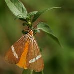 .....Secusio strigata, Erebidae: Arctiinae: Nycteme.....