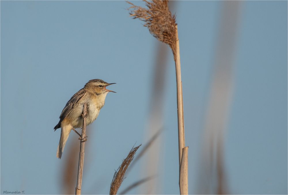 Sedge warbler