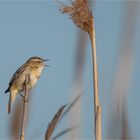 Sedge warbler