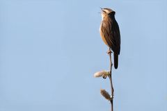 Sedge Warbler