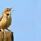 Sedge Warbler
