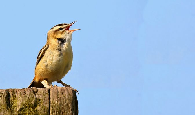 Sedge Warbler