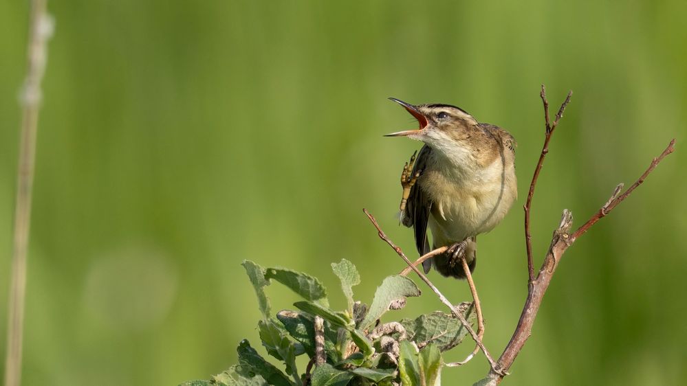 Sedge Warbler